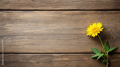 Butterwort yellow flower displayed on rustic wooden texture, embodying natural beauty. photo