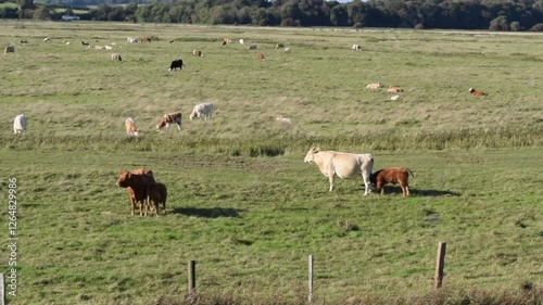 Cows and sheep on green pasture in England.