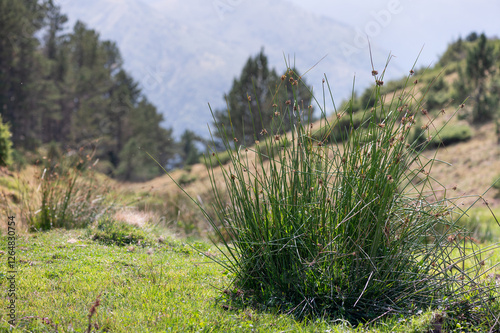 Juncus conglomeratus - Compact rush - Jonc aggloméré