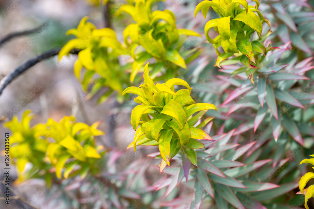 Obraz premium Petrosedum succulent plants growing on the moss