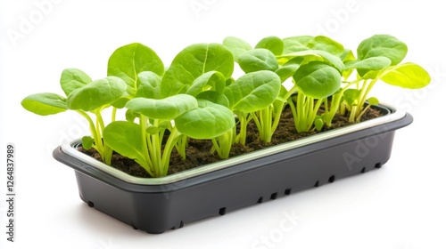 Fresh spinach plant seedlings growing in a black container on a white background. Generative AI photo