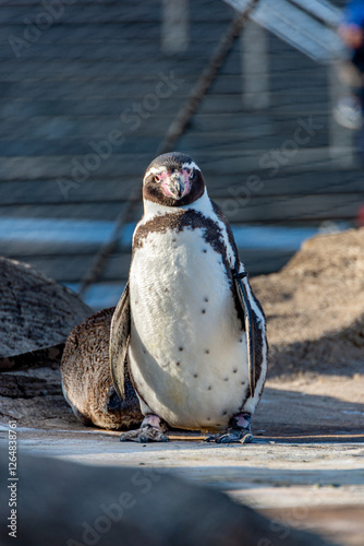 フンボルトペンギン