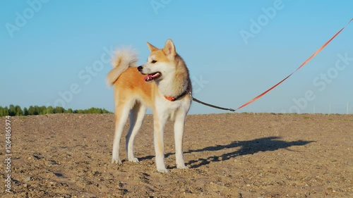 Red dog in collar on leash stands on ground, looks forward into distance. Akita Inu canine is near his owner in desolate area in sunny day. Cute pet walking on deserted place in summer photo