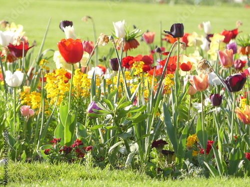 Tulipes de toutes les couleurs photo