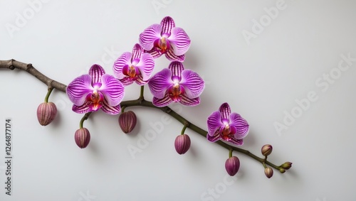 Pink orchids on a branch with buds isolated on a light background Copy Space