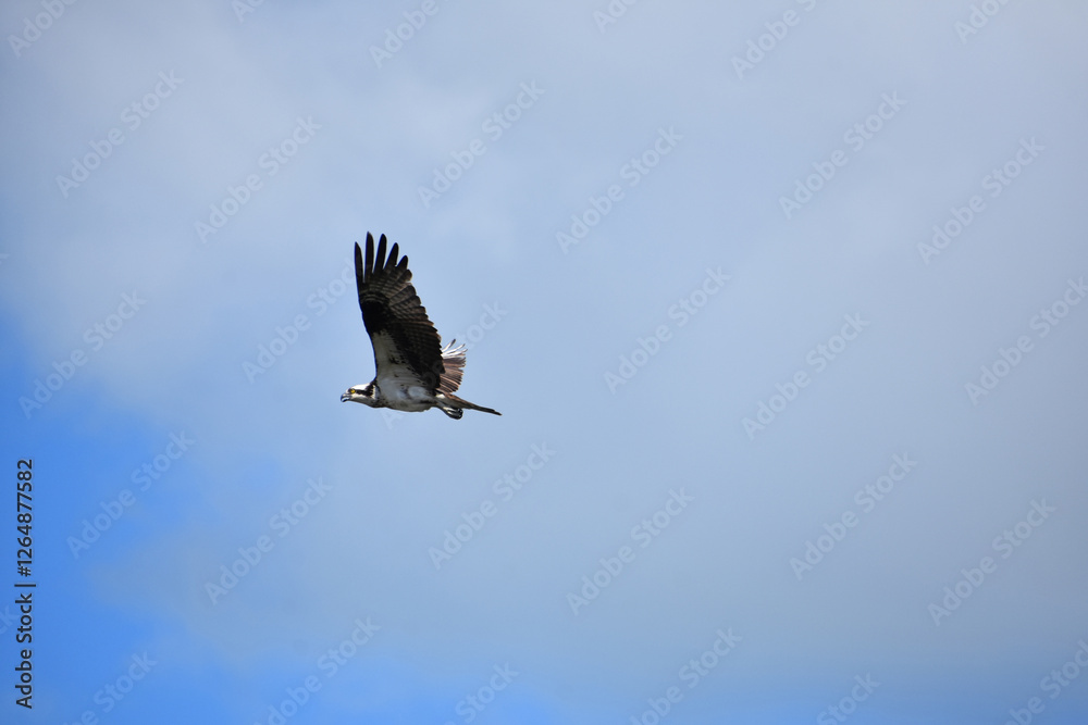 Cawing Flying Osprey Bird with Wisps of Clouds Cawing Flying Osprey Bird with Wisps of Clouds