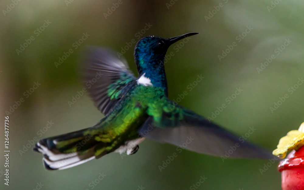 Fototapeta premium hummingbird in flight