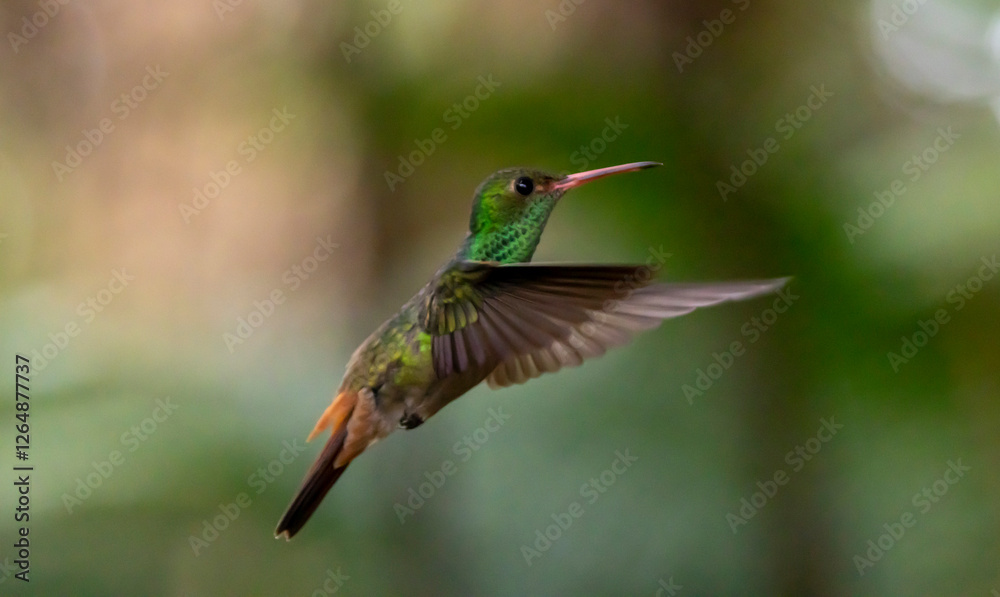 Fototapeta premium hummingbird in flight