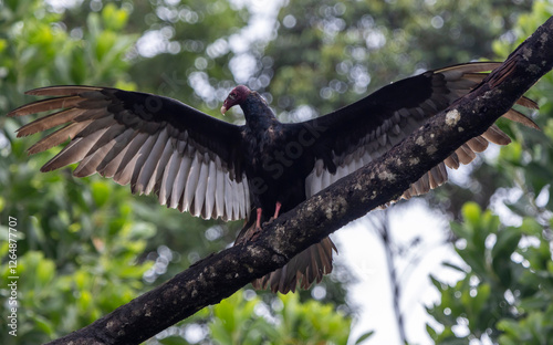 Fotografie black vulture in flight