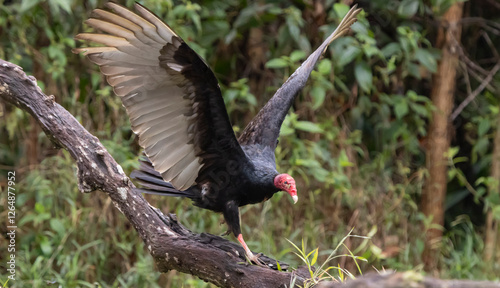 turkey vulture in the wild