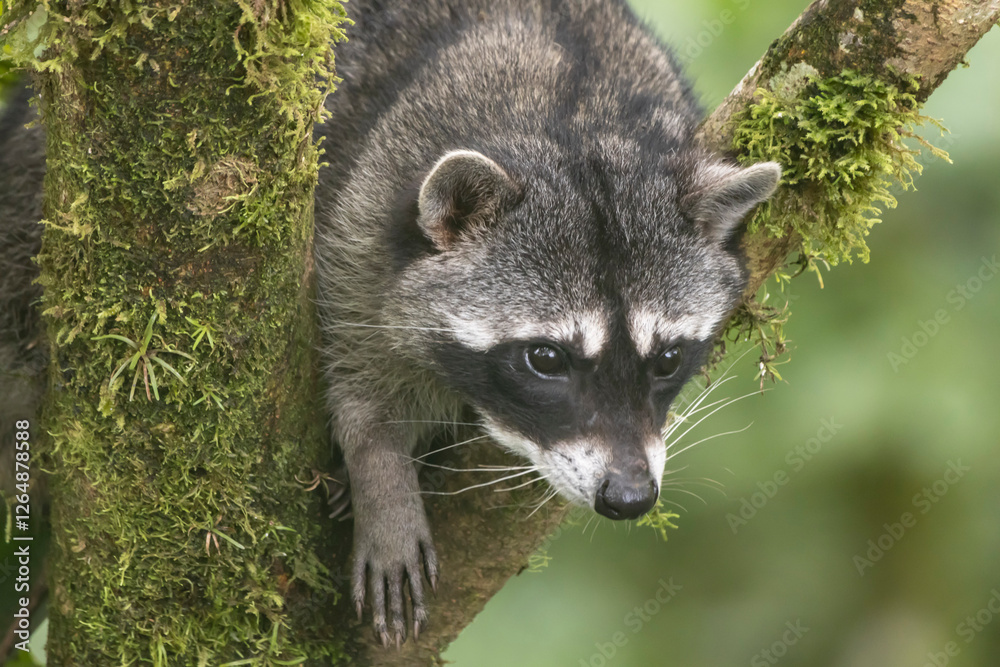 Obraz premium raccoon in the tree