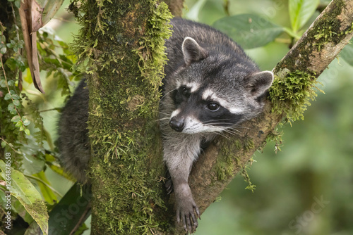 raccoon in the tree