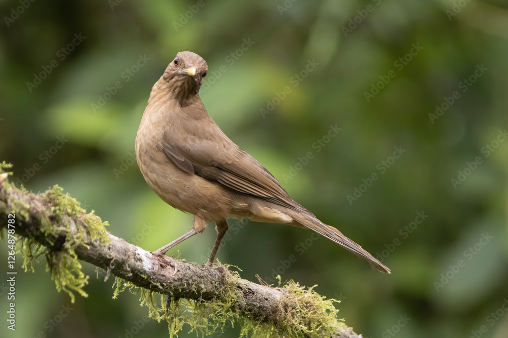 Clay Colored Thrush Clay Colored Thrush