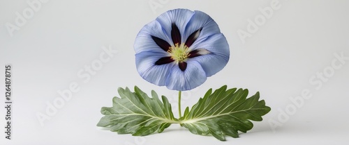 Blue flower with unique petals and green leaves on a plain background with ample space for text Copy Space