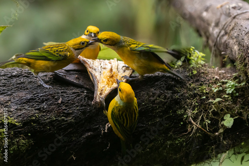 Silver throated Tanagers squabbling photo