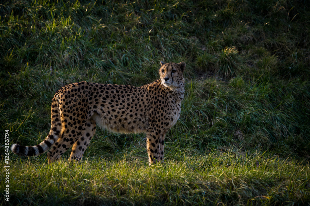 cheetah portrait in nature park cheetah portrait in nature park