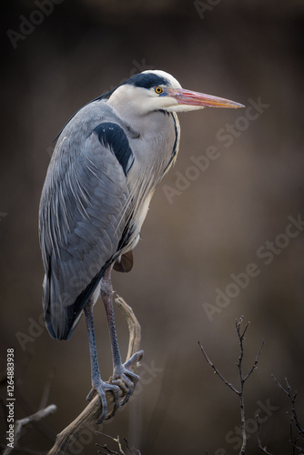 Fototapeta Naklejka Na Ścianę i Meble -  grey heron portrait in nature park