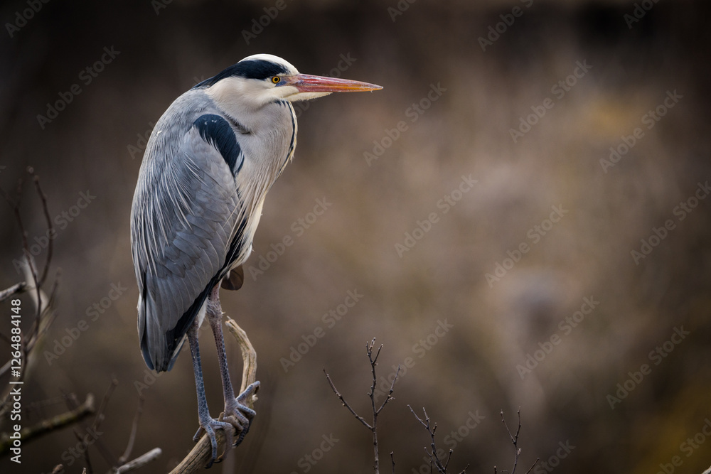Obraz premium grey heron portrait in nature park