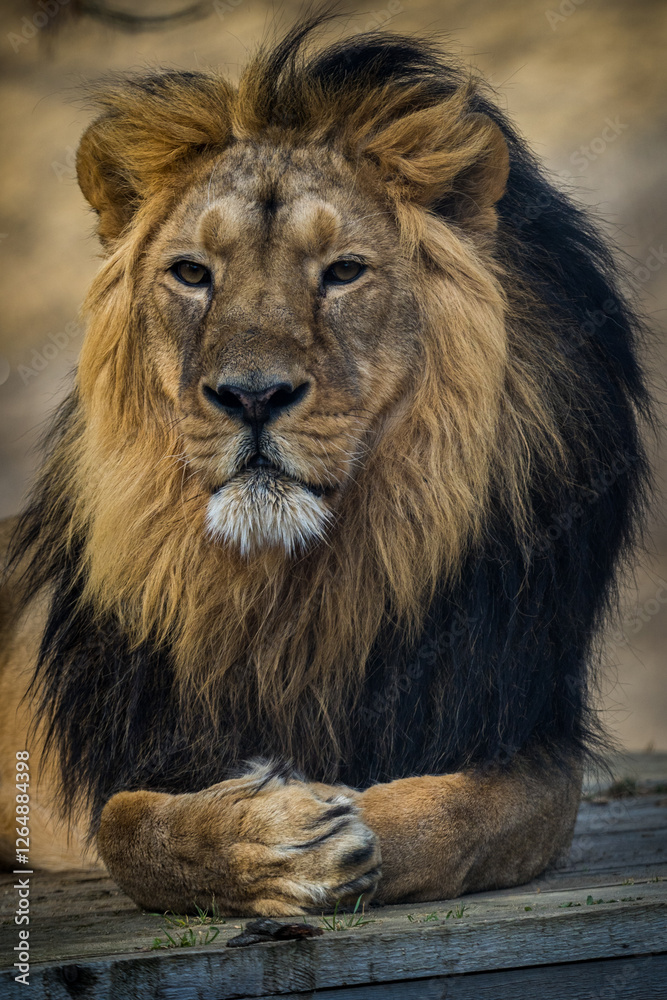 Indian lion portrait in nature park Indian lion portrait in nature park