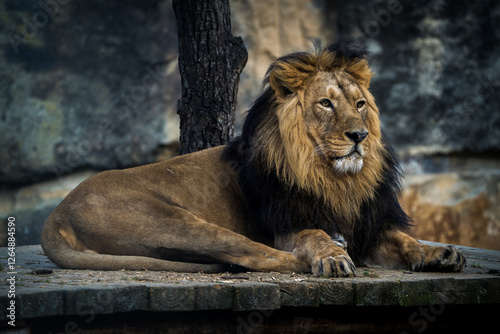 Canvas Print Indian lion portrait in nature park