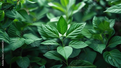 Close-up of green leaves on plants in a lush garden setting with blurred background and ample copy space for text