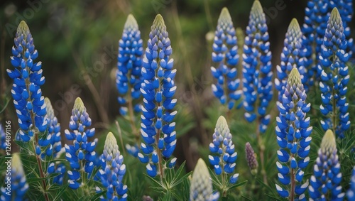 Field of vibrant blue lupine flowers in full bloom with green foliage background. Copy Space for text.