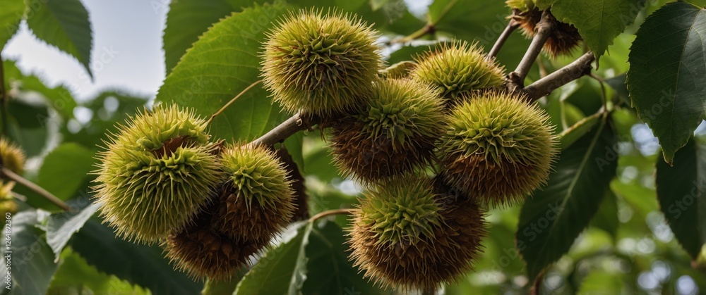 Close-up of chestnut tree branch with green spiky husks and leaves against a blurred background with copy space. Close-up of chestnut tree branch with green spiky husks and leaves against a blurred background with copy space.