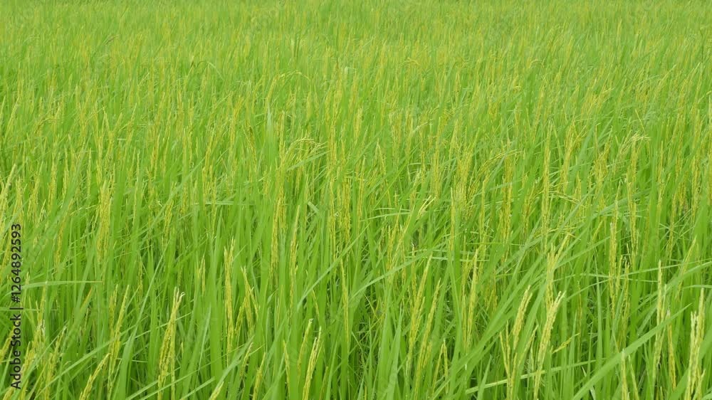 Lush Green Rice Field Under Bright Daylight with Vibrant Hues Lush Green Rice Field Under Bright Daylight with Vibrant Hues