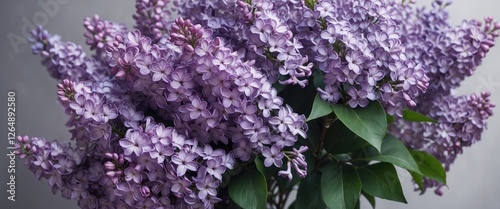 Lilac flowers in full bloom with vibrant purple blossoms and green leaves on a neutral background, Copy Space available.