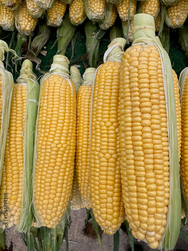 A market stall with fresh bright yellow peeled corn, rustic market setting with arranged corn cobs, closeup view