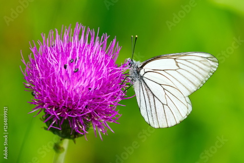 Photos Baum-Weißling (Aporia crataegi)