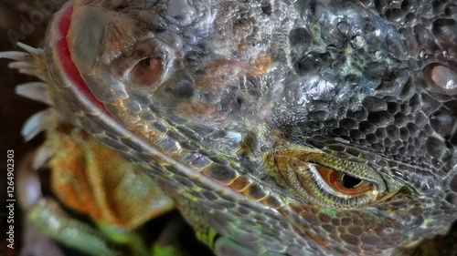 Green iguanas are patterned and have hard scales. The green iguana is a lizard reptile in the iguana family photo