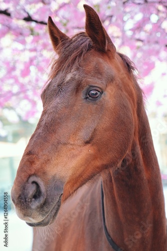 Brown horse in a cherry blossom park Stockholm. High quality photo