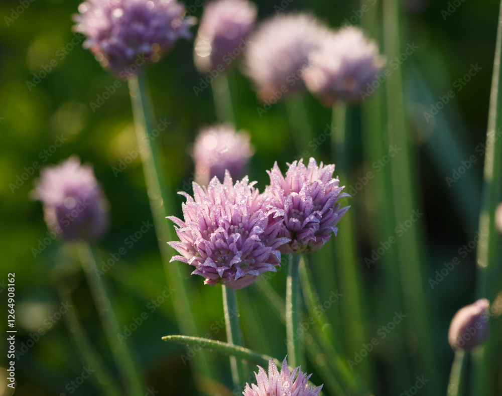 Early morning dew on onion flower Early morning dew on onion flower
