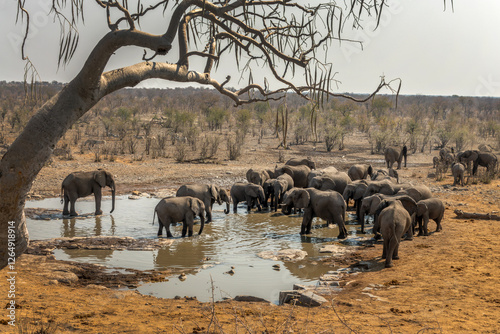 Schilderij op canvas Large group of elephants drinking at Halali waterhole in Etosha National Park, w