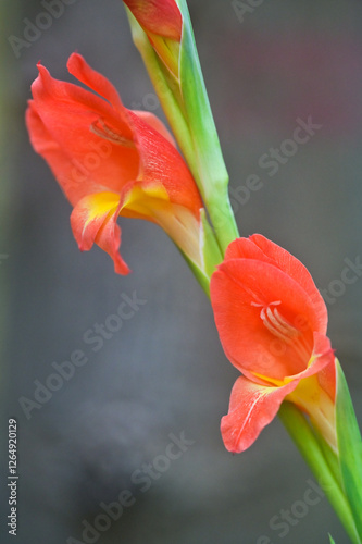 Orange Gladioli flowers in bloom. photo