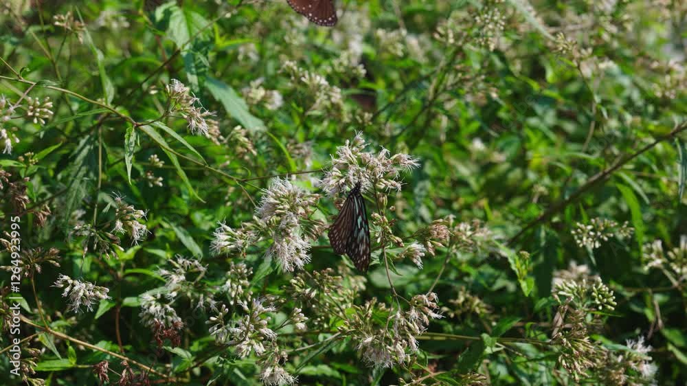 Tirumala limniace butterfly getting nectar from white flower, filmed in Taiwan