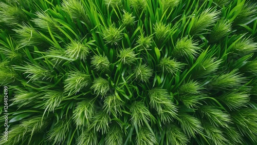 Lush green grass top view texture with vibrant details and natural patterns suitable for background design Copy Space photo