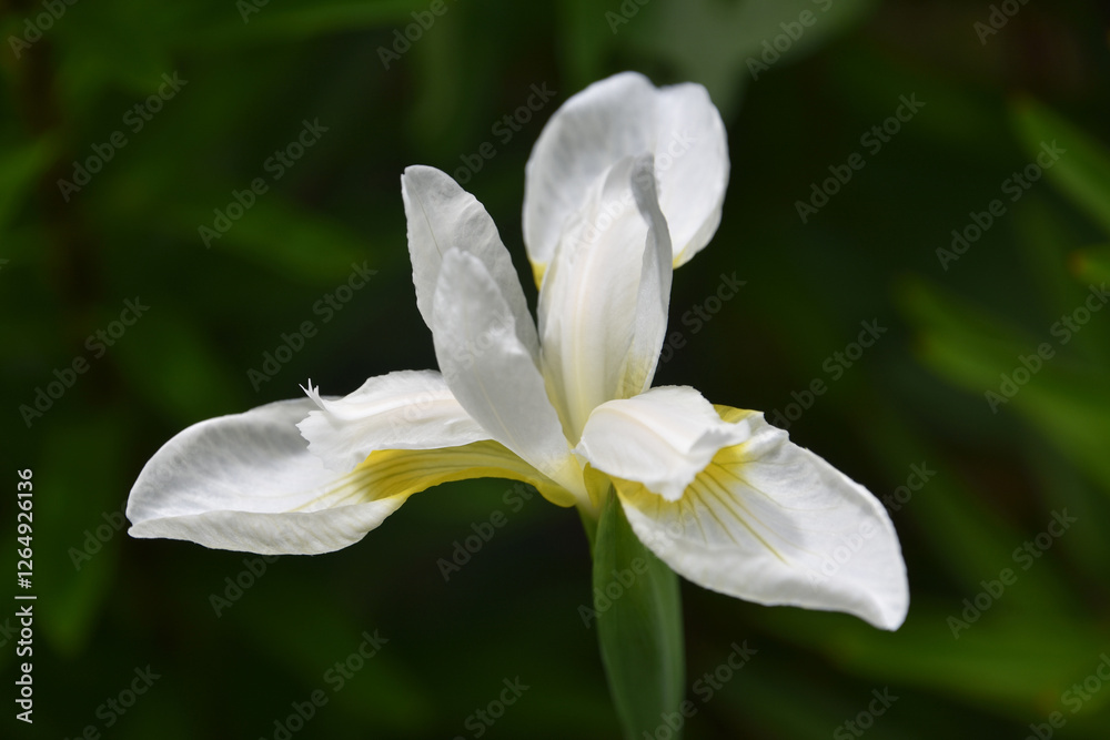 Stunning Flowering White Iris Blossom in the Spring Stunning Flowering White Iris Blossom in the Spring
