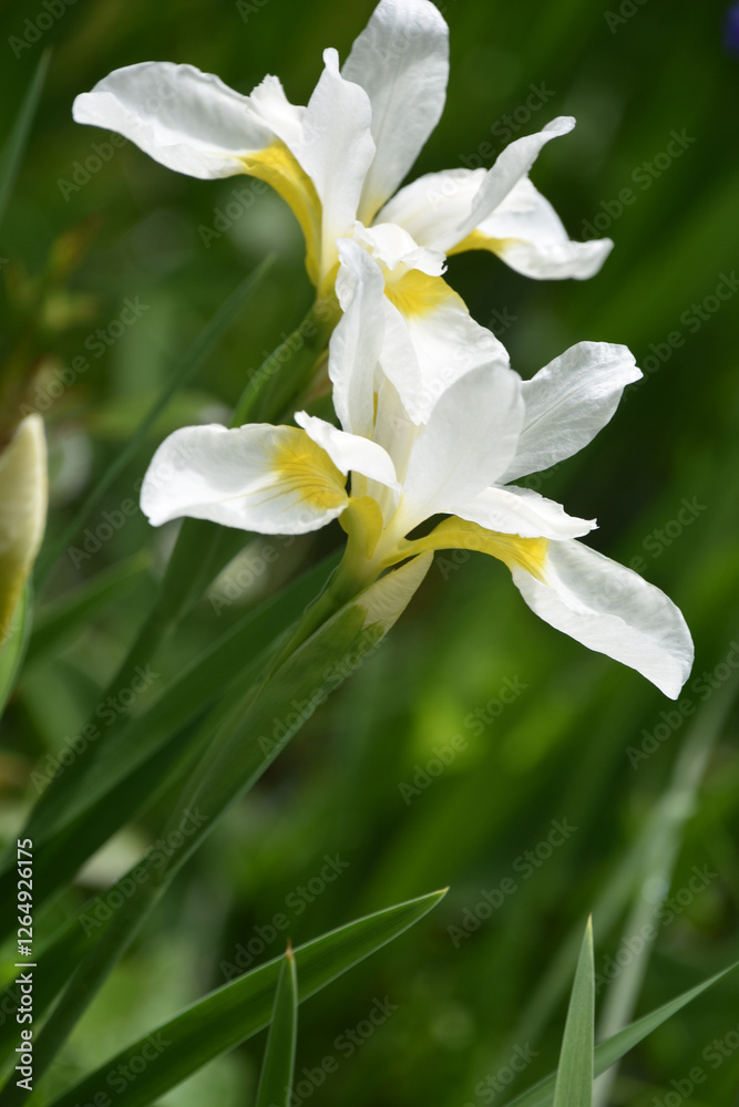 Budding and Flowering White Iris Flowers in Bloom Budding and Flowering White Iris Flowers in Bloom