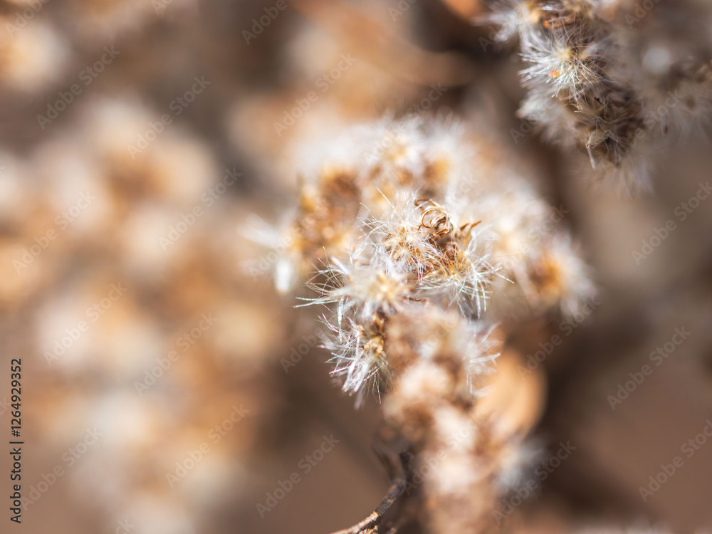 Obraz premium 綿毛が光る枯れた野草09