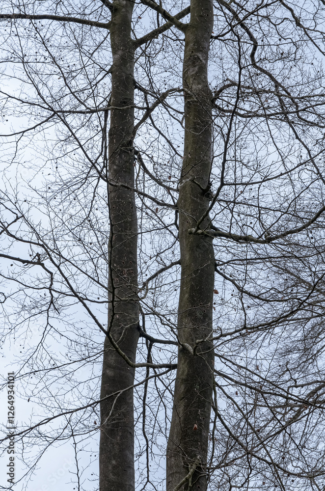 Tree trunks with bare branches and twigs in a forest against bright sky during winter season, vertical natural abstract trees woodland background Tree trunks with bare branches and twigs in a forest against bright sky during winter season, vertical natural abstract trees woodland background