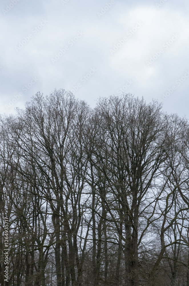 Tree silhouette with bare branches and twigs in a forest against bright sky during winter season, vertical natural abstract trees woodland background