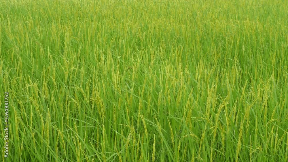 Lush Green Rice Field Under Bright Sky during Growing Season Lush Green Rice Field Under Bright Sky during Growing Season