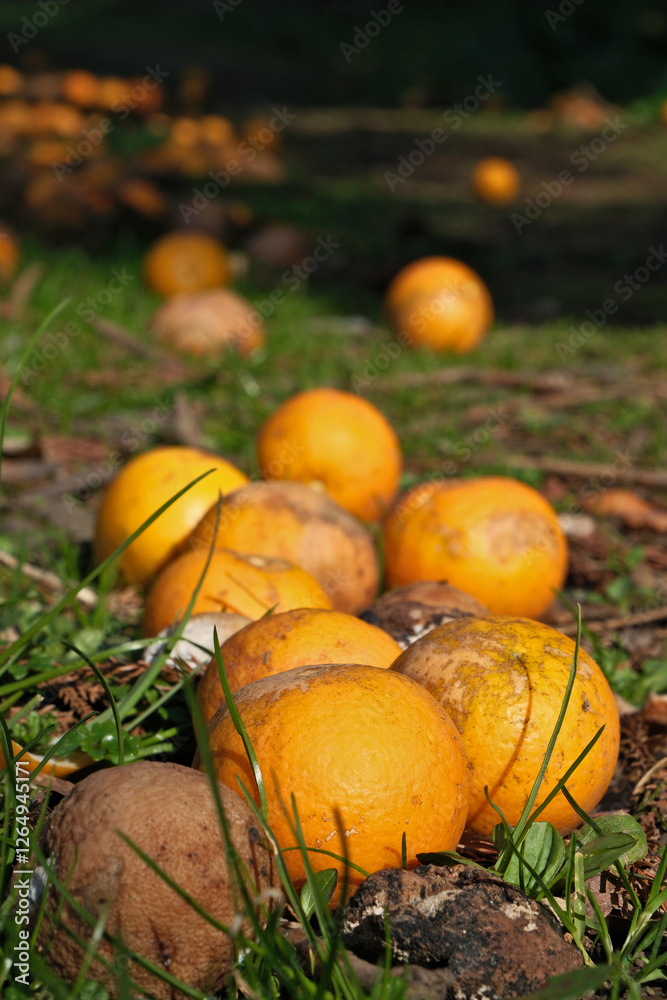 Orange fruits on the ground in the garden. Mandarin orange. Selective focus. Orange fruits on the ground in the garden. Mandarin orange. Selective focus.