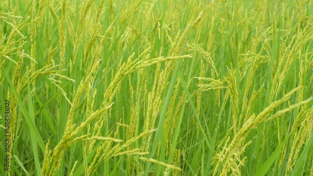 Lush Green Rice Plants in Bloom Under Clear Blue Sky Lush Green Rice Plants in Bloom Under Clear Blue Sky