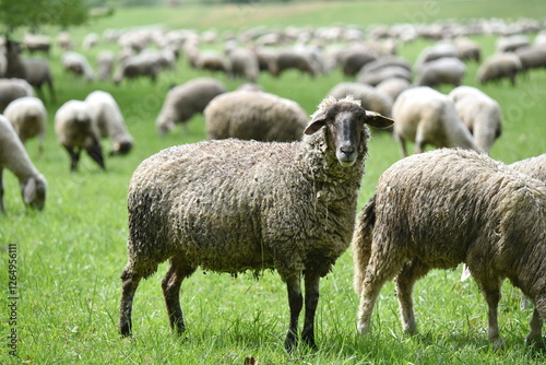 Sheep on green meadow. Country landscape. Farming.