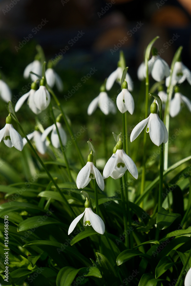 Snowdrop flowers, Galanthus nivalis, close-up. Beautiful white snowdrop flowers in the garden on a sunny spring day Snowdrop flowers, Galanthus nivalis, close-up. Beautiful white snowdrop flowers in the garden on a sunny spring day