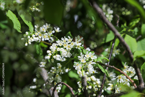 blossoming apple tree