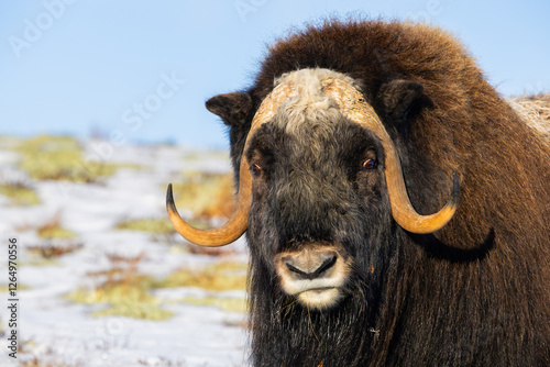 A Musk Ox in Dovrefjell National Park, Norway, surrounded by snow and vegetation, with its impressive horns. photo